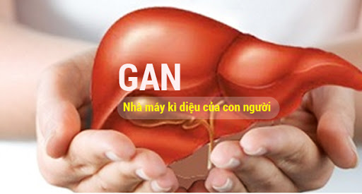 Top các chức năng của gan đóng vai trò quan trọng với cơ thể