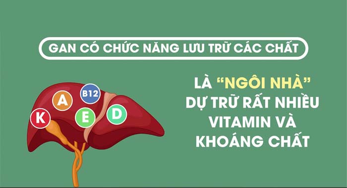 5 Chức Năng Của Gan